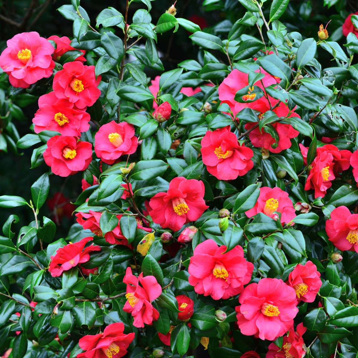 Camellia japonica 'Dr. King' - Set van 2 - Japanse Roos