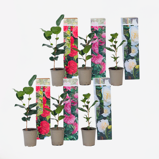 Camellia Japonica - Mix van 6 - Rozen - Rood, wit, roze
