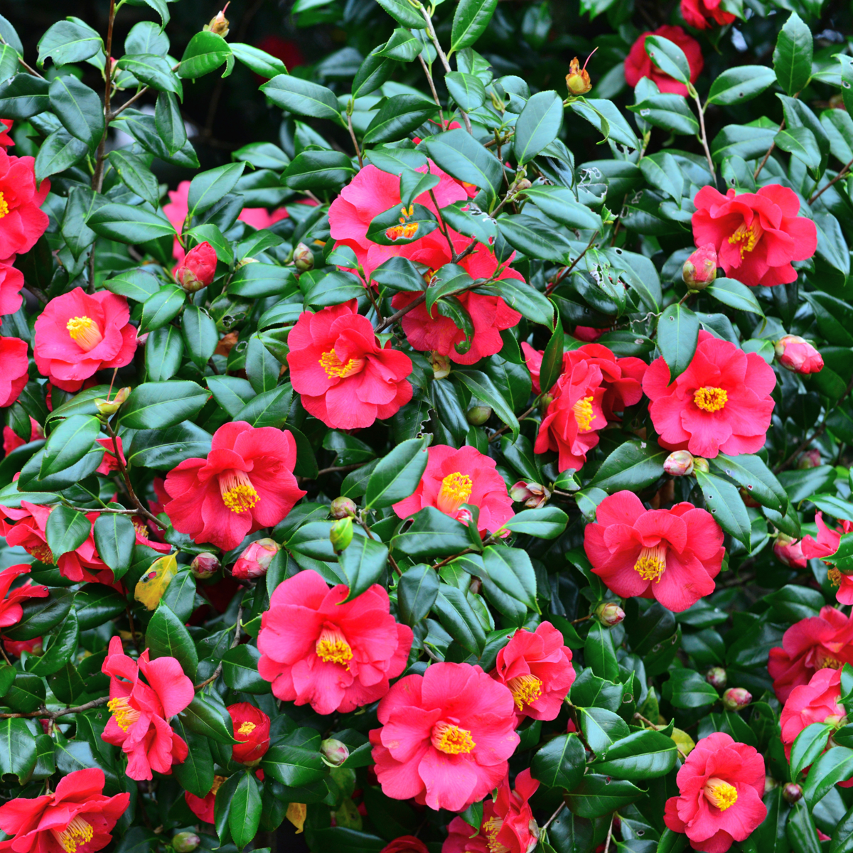 Camellia Japonica - Set van 3 - Roze - Japanse roos