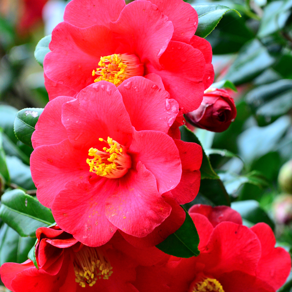 Camellia Japonica - Set van 3 - Rood - Japanse roos