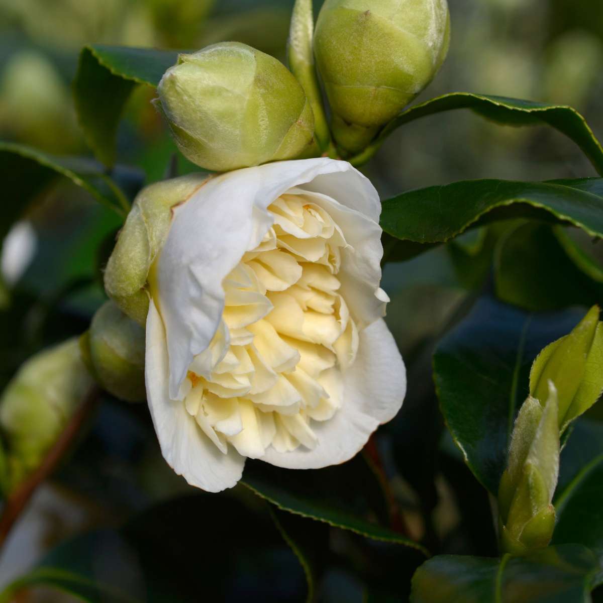 Camellia japonica 'Brushfield's Yellow' - Set van 2