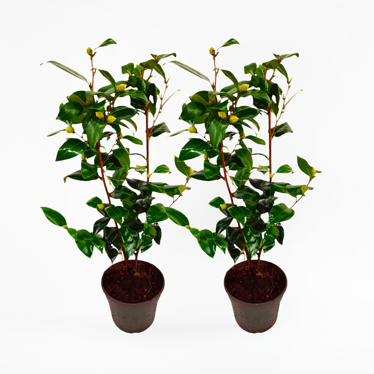 Camellia japonica 'Brushfield's Yellow' - Set van 2