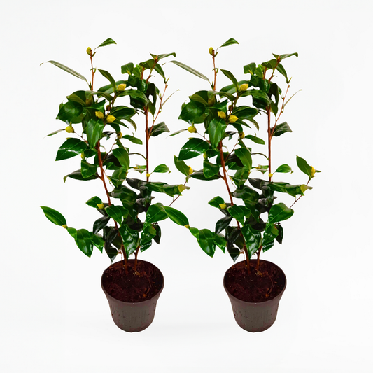 Camellia japonica 'Brushfield's Yellow' - Set van 2