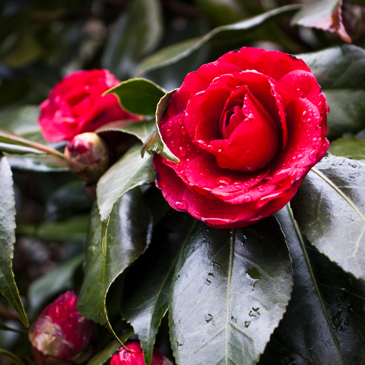 Camellia japonica 'Lady Campbell' - Roos