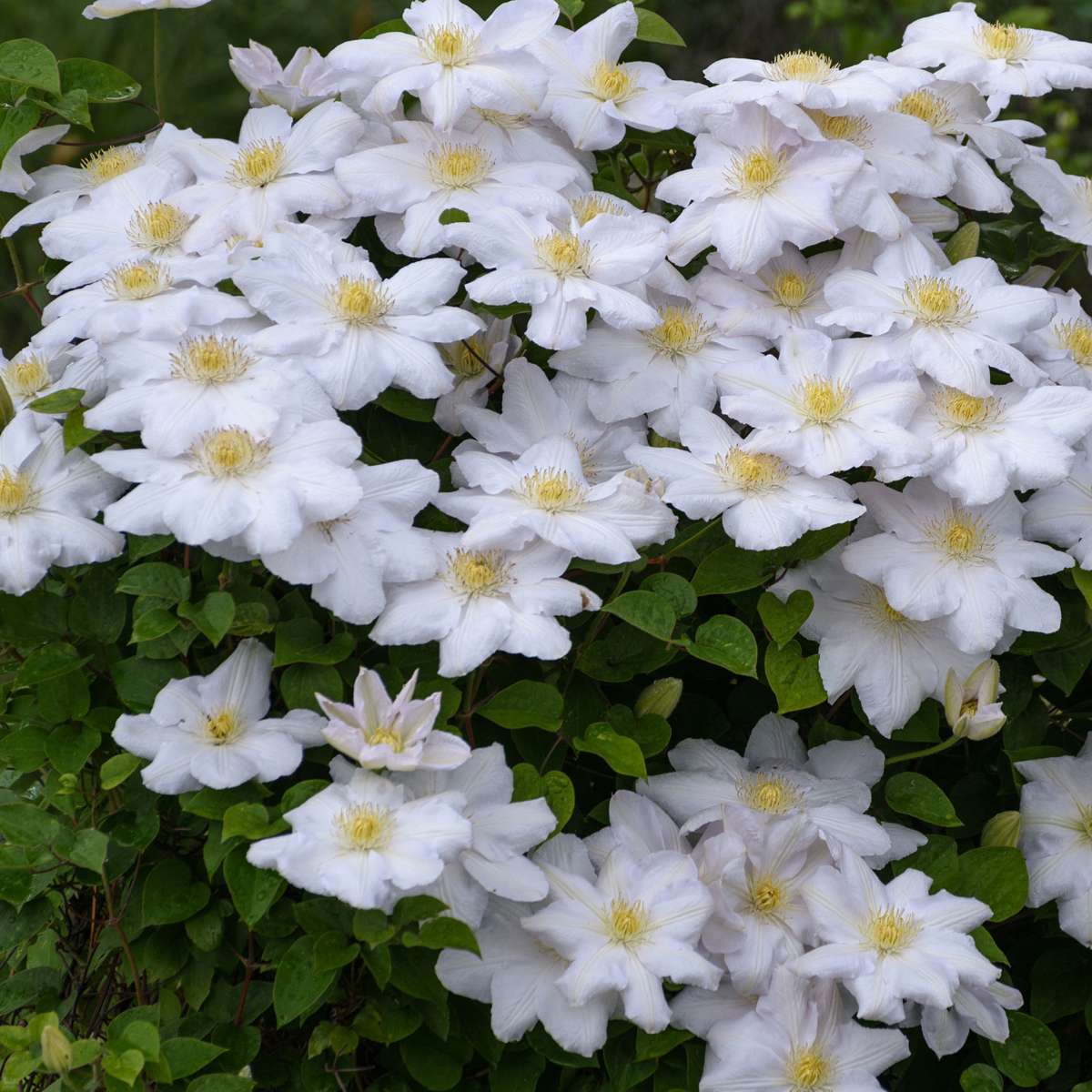 Clematis - Mix van 3