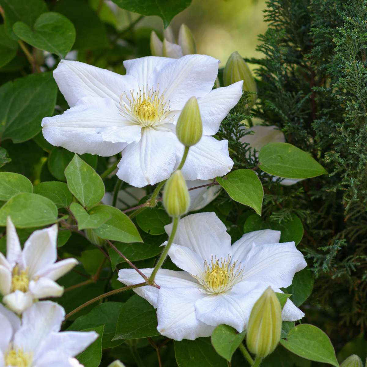 Clematis - Set van 3 - Wit