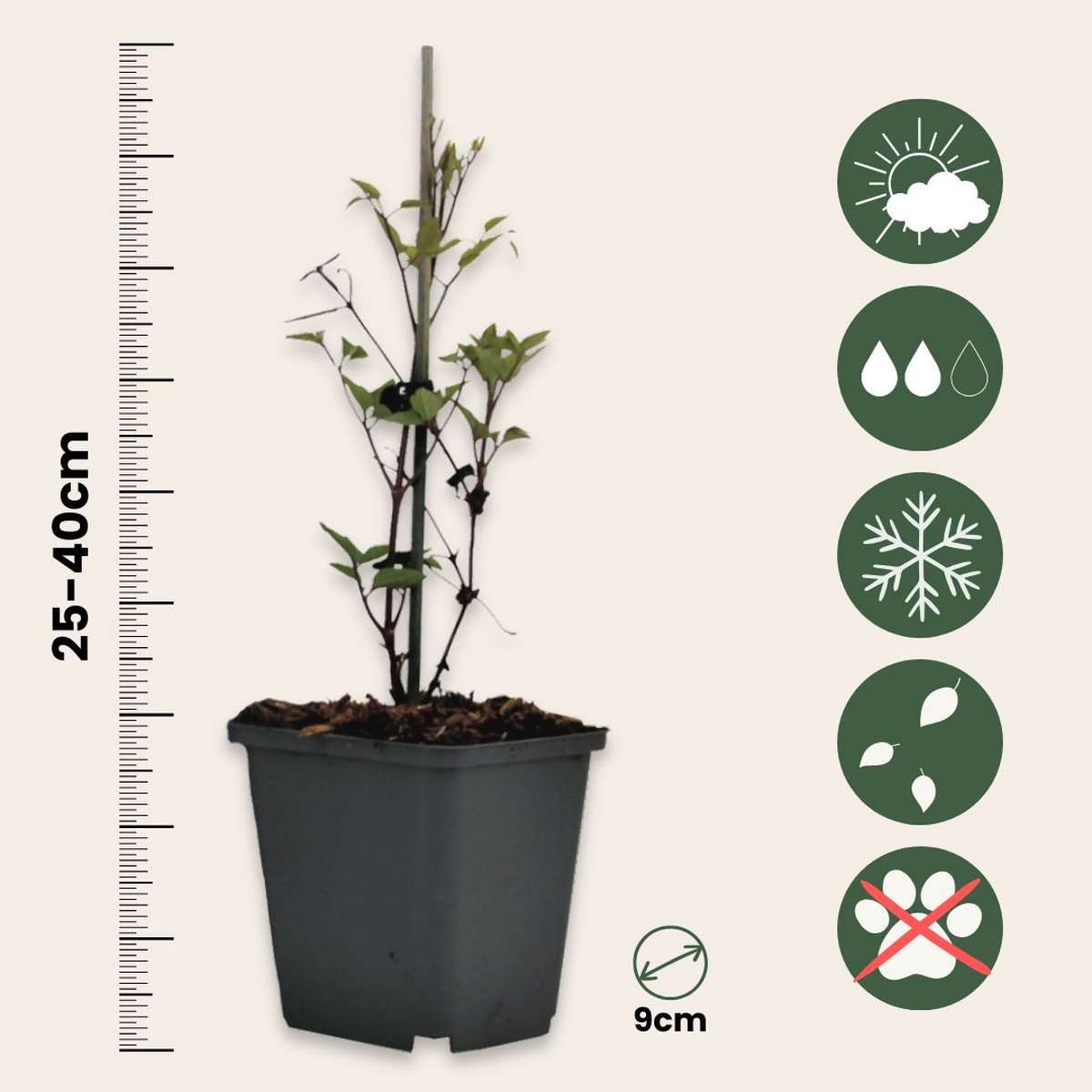 Clematis - Set van 3 - Wit