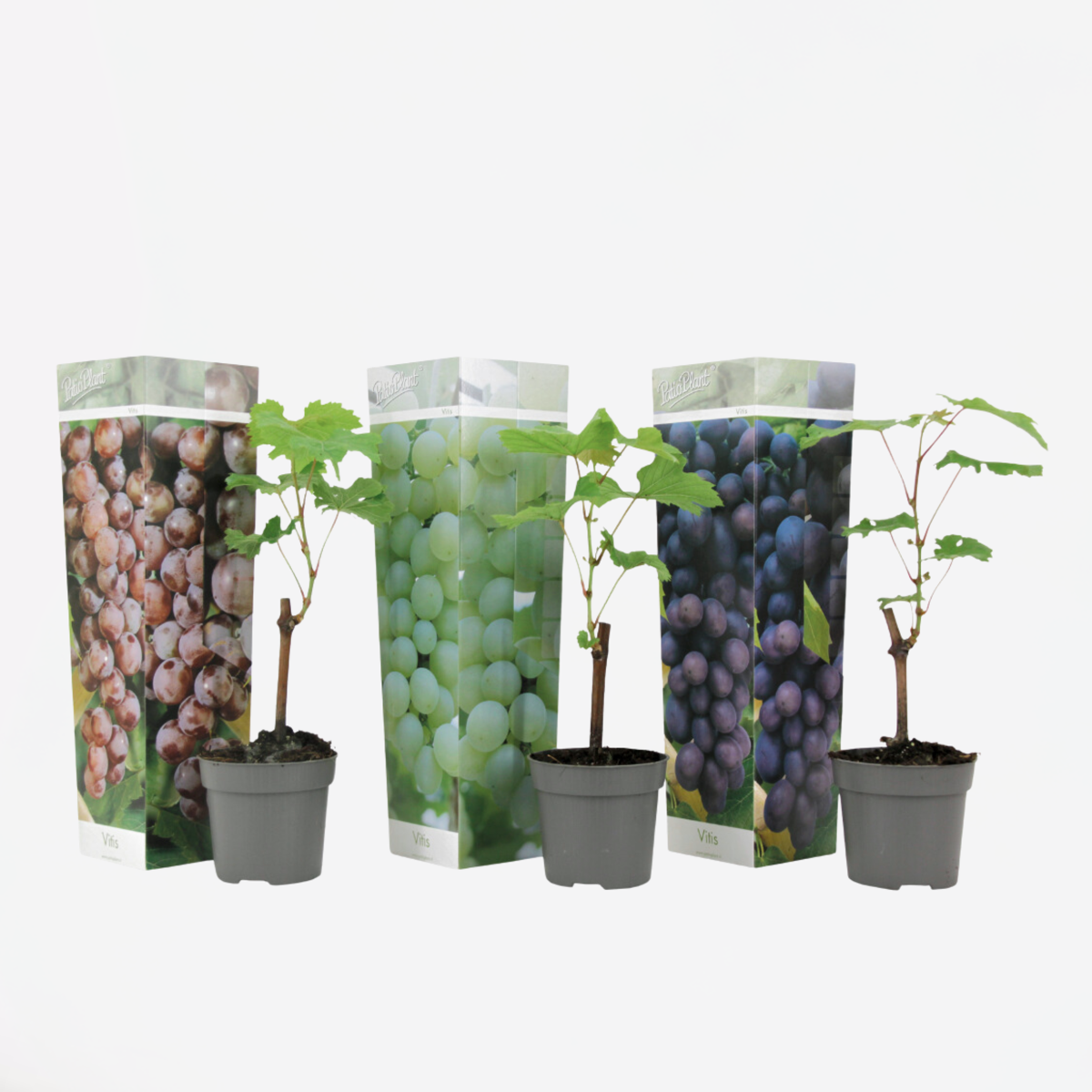 Druivenplanten - Mix van 3 - Vitis Vinifera