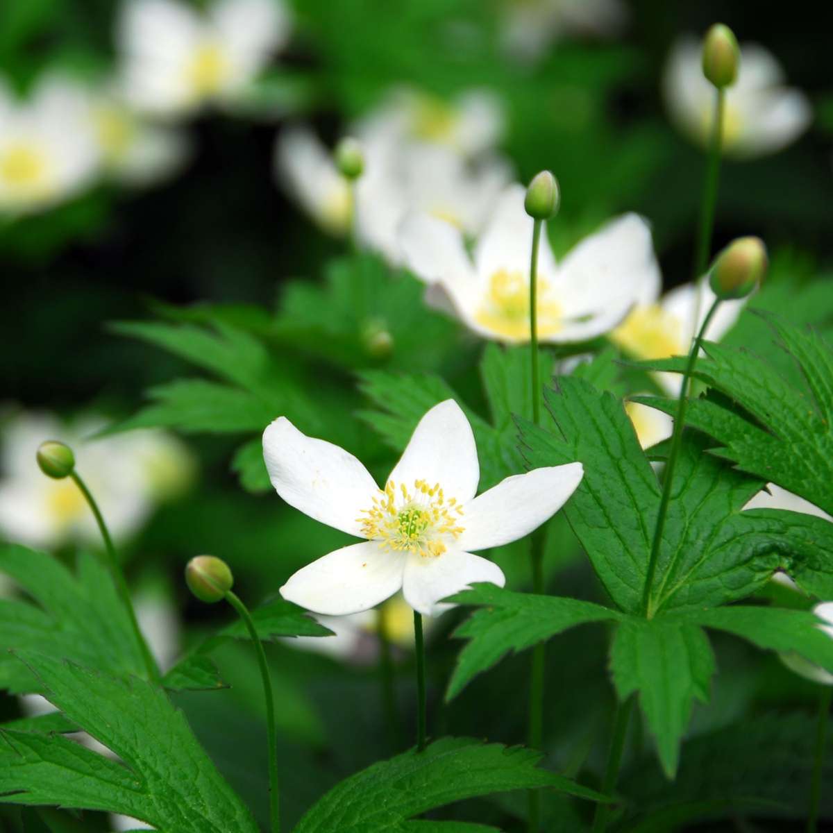 Helleborus 'Mont Blanc' - Set van 6