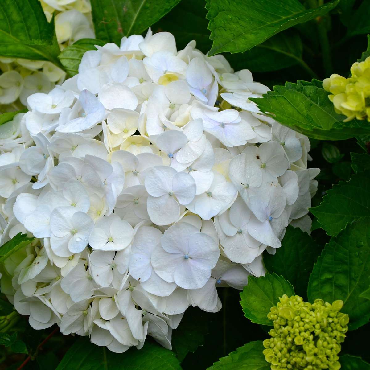 Hydrangea - Wit - Set van 3 - Hortensia