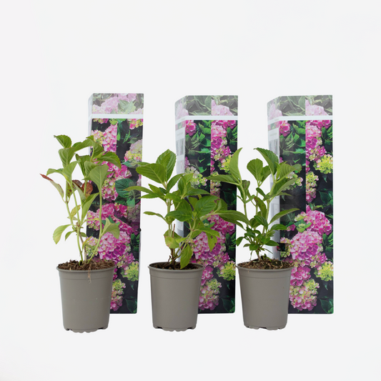 Hydrangea - Roze - Set van 3 - Hortensia