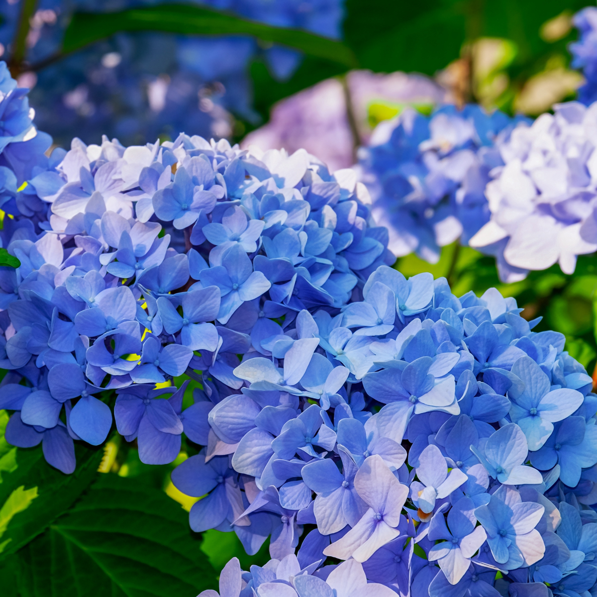 Hortensia 'Teller' - Set van 6 - Blauw - Hydrangea