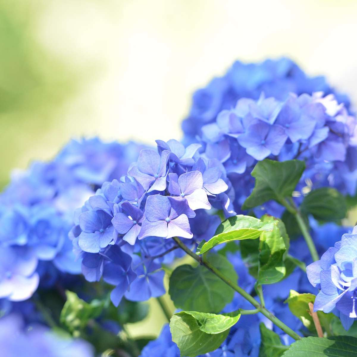 Hortensia 'Teller' - Set van 6 - Blauw - Hydrangea
