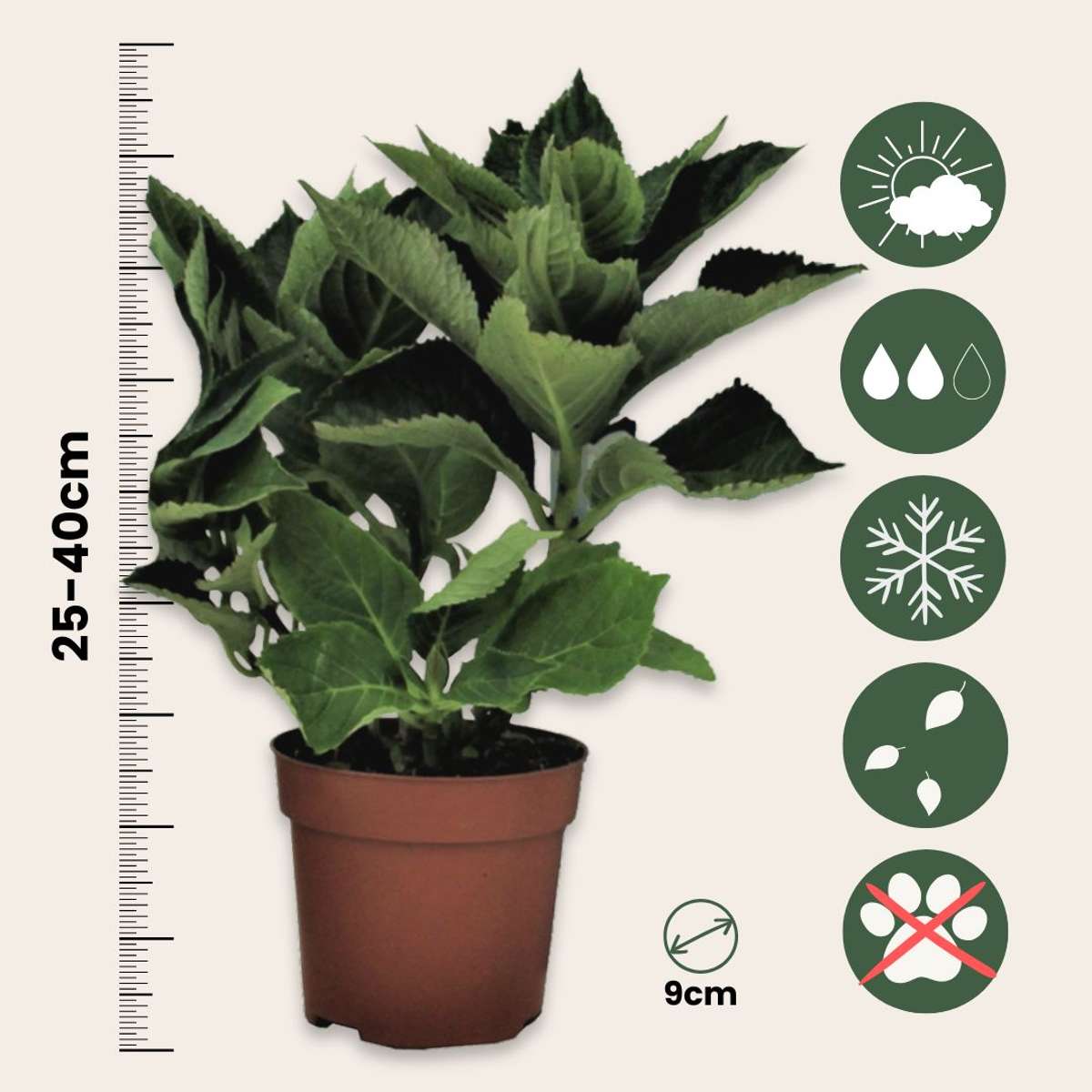 Hortensia 'Teller' - Set van 6 - Blauw - Hydrangea