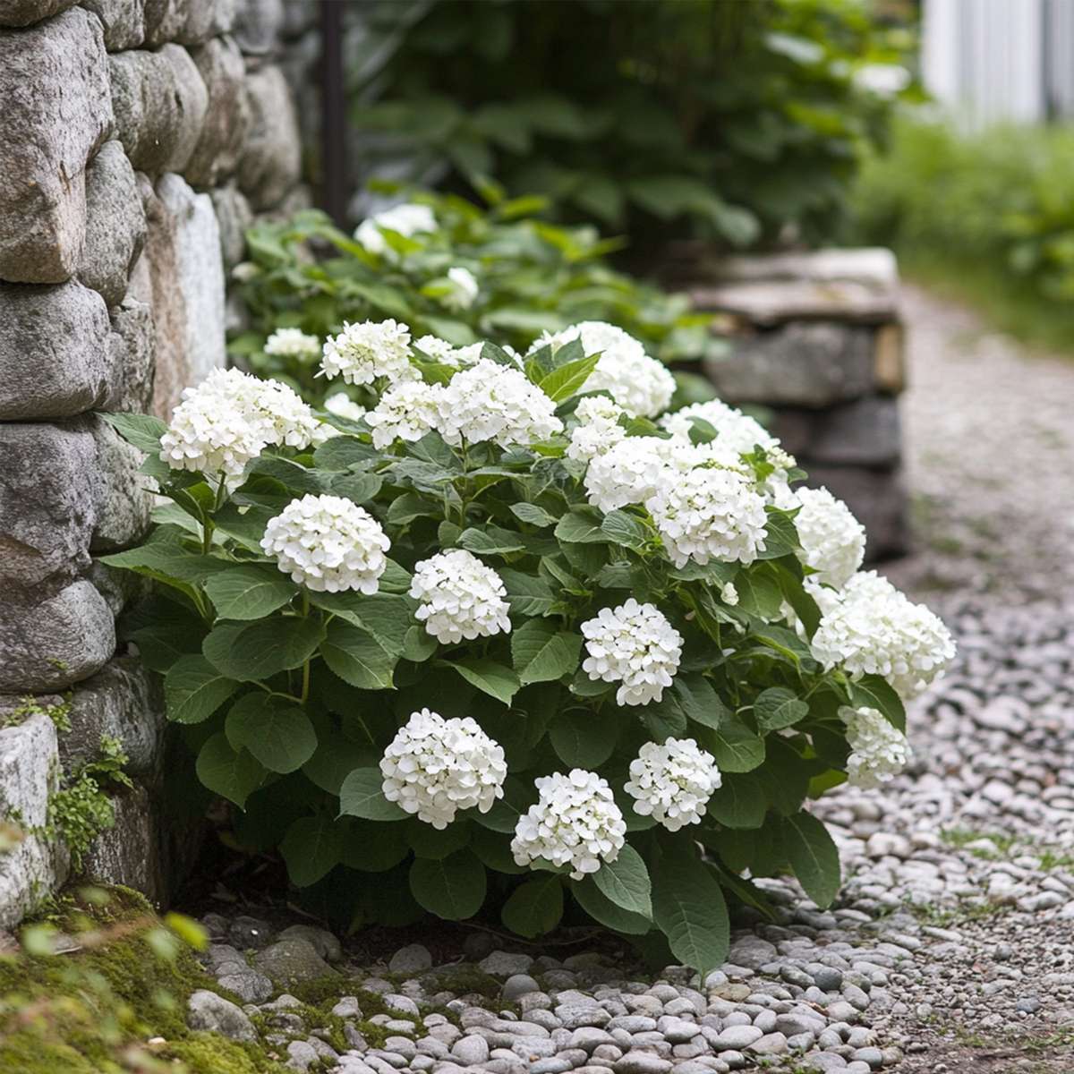Hortensia 'Teller' - Set van 3 - Wit - Hydrangea