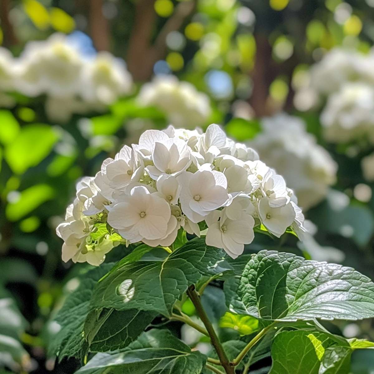 Hortensia 'Teller' - Set van 3 - Wit - Hydrangea