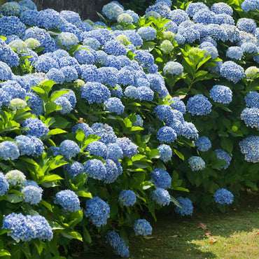 Hydrangea Teller - Mix van 6 - Hortensia