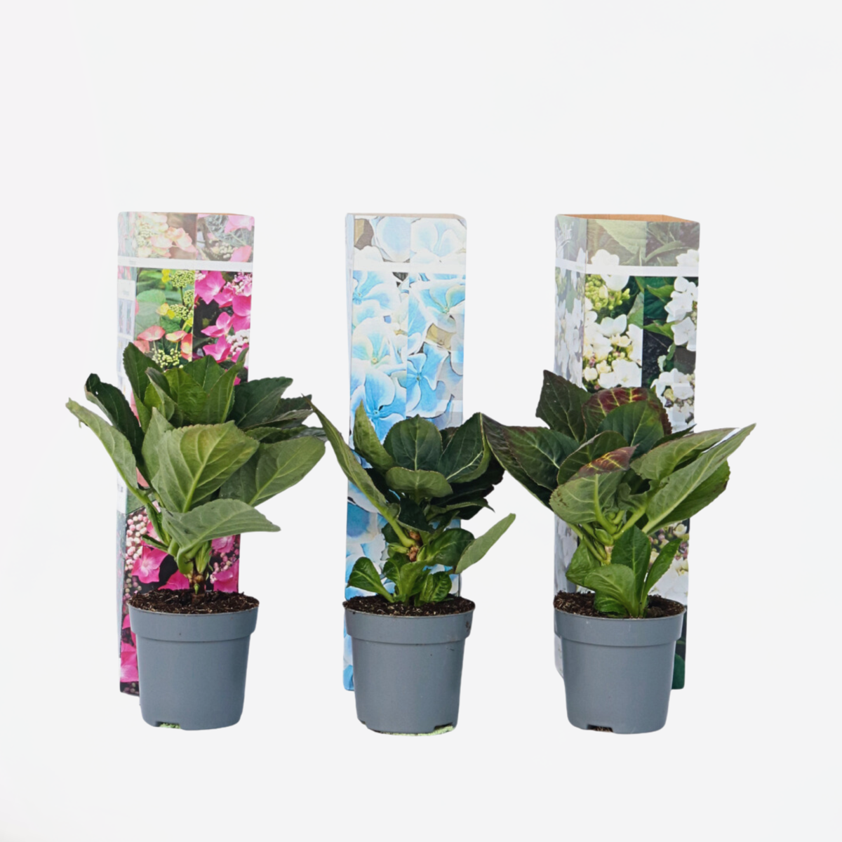 Hydrangea Teller - Mix van 3 - Hortensia