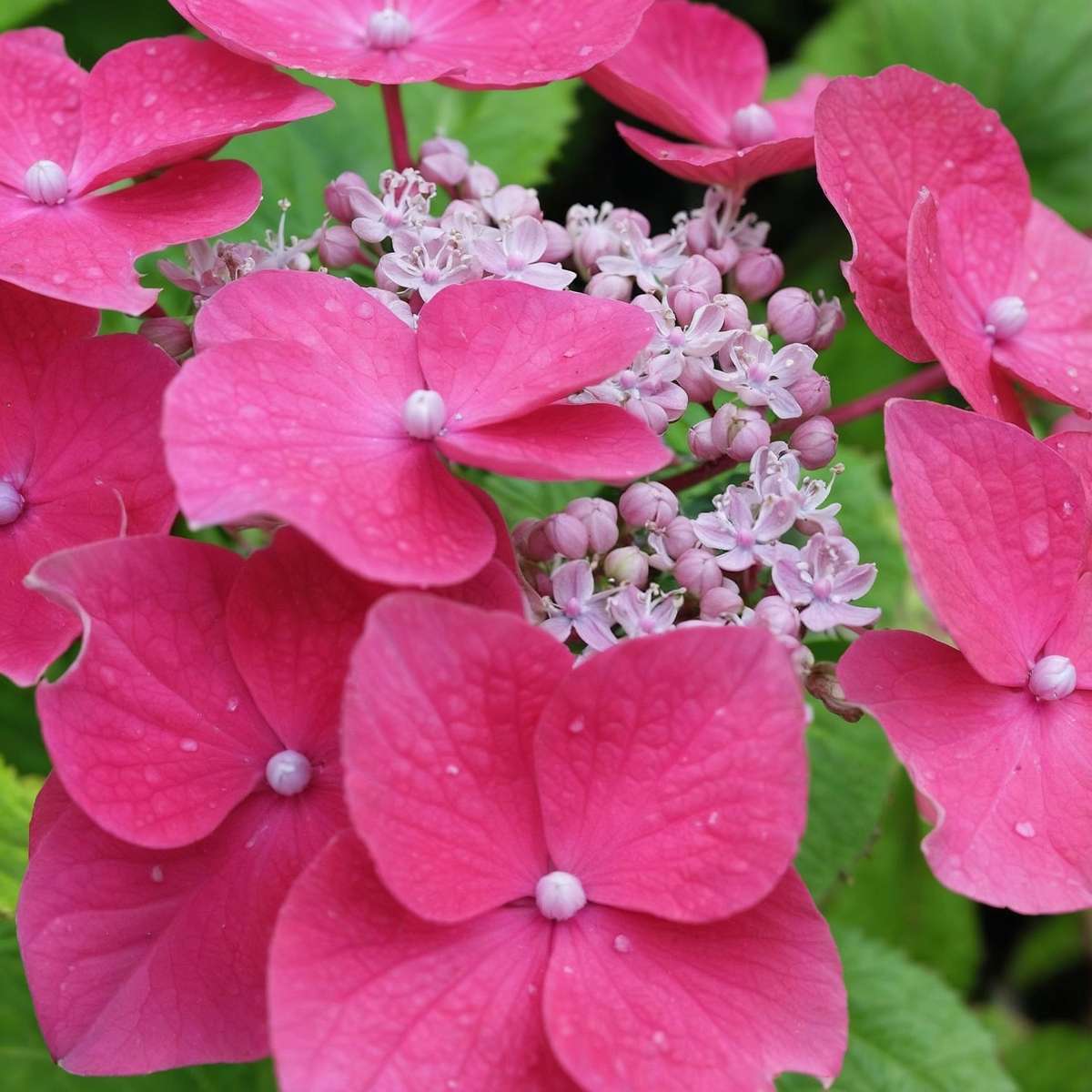 Hydrangea 'Teller' - Set van 6 - Roze - Hortensia