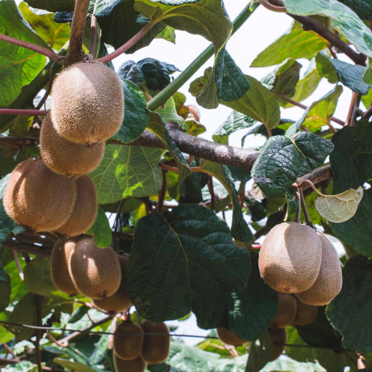 Kiwi Actinidia 'Jenny' - Set van 3 - Kiwiplanten