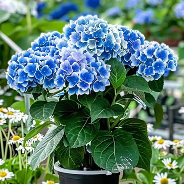 Hydrangea bicolor 'Bavaria' - Blauw - Set van 3