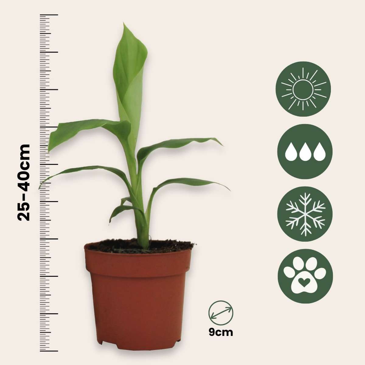 Musa Basjoo - Set van 3 - Bananenplant