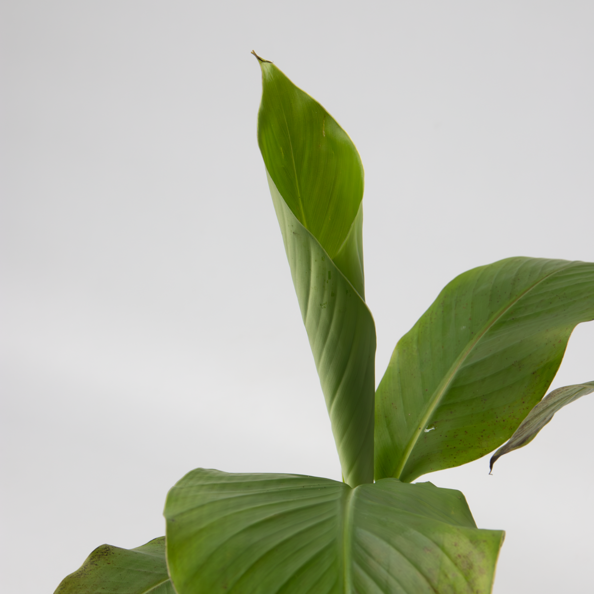 Musa Basjoo - Set van 6 - Bananenplant