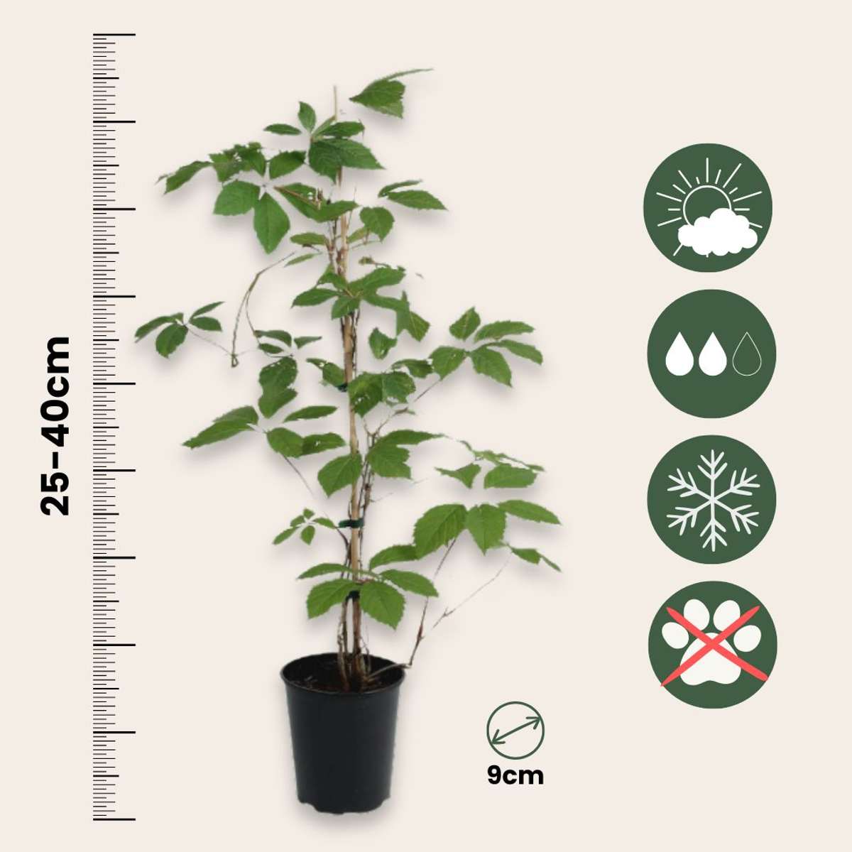 Parthenocissus 'Wilde Wingerd' - Set van 3