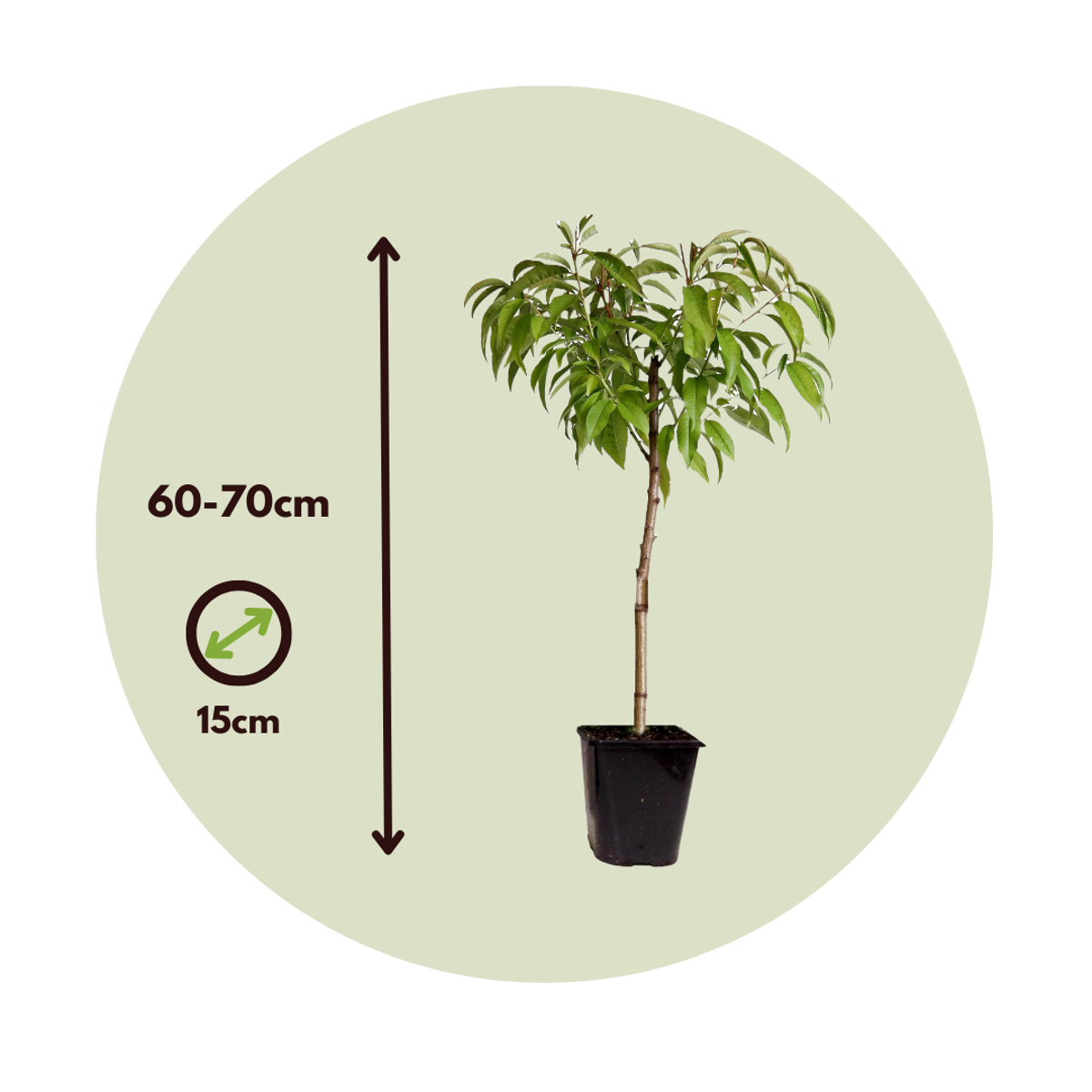 Prunus Bonanza en Saturne - 2 Stuks - Dwergperzik