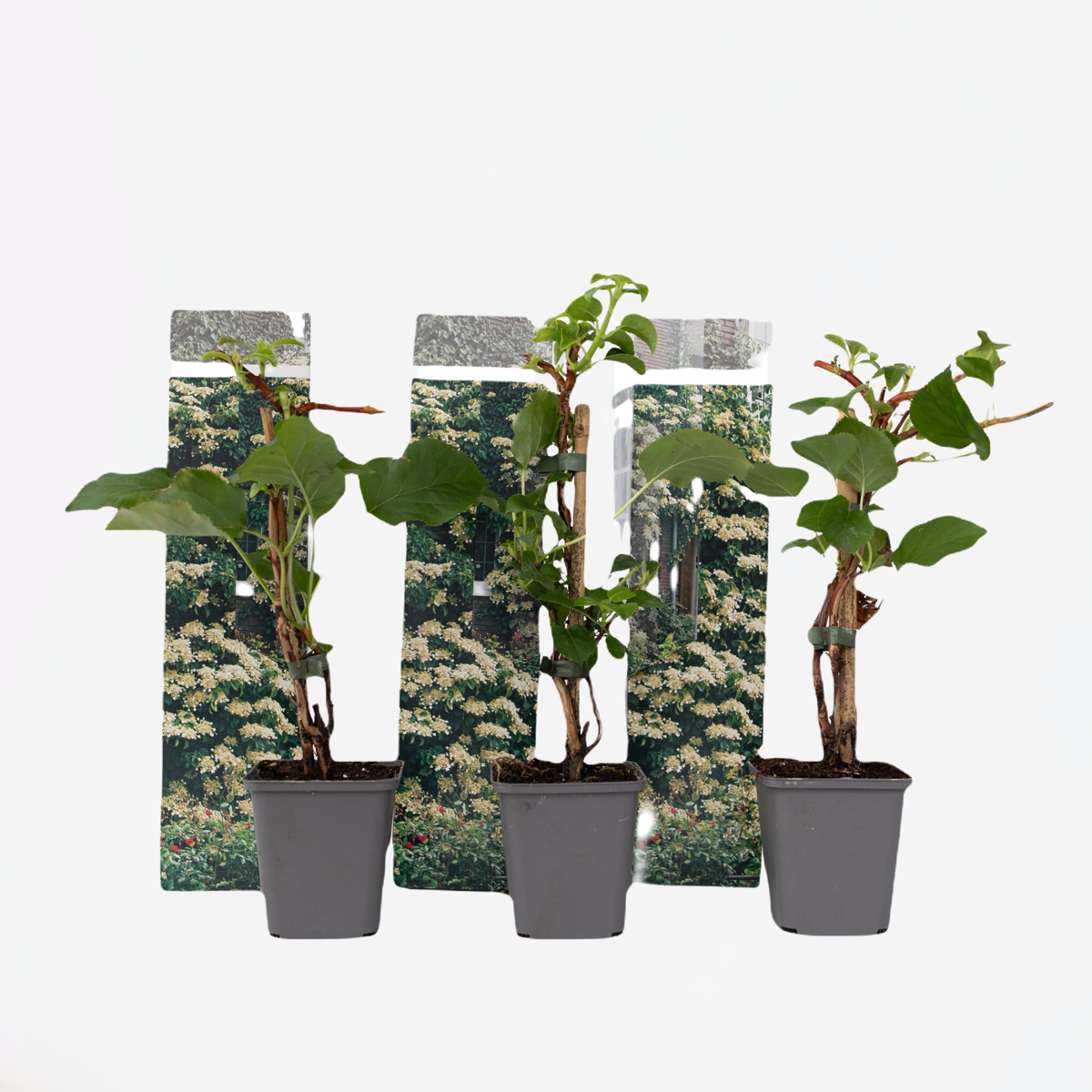 Hydrangea 'Petiolaris’ - Set van 3 - Klimhortensia