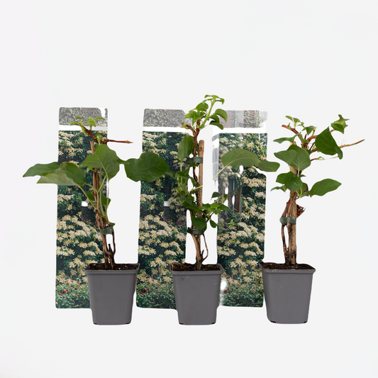 Hydrangea 'Petiolaris’ - Set van 3 - Klimhortensia