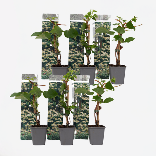 Hydrangea 'Petiolaris’ - Set van 6 - Klimhortensia