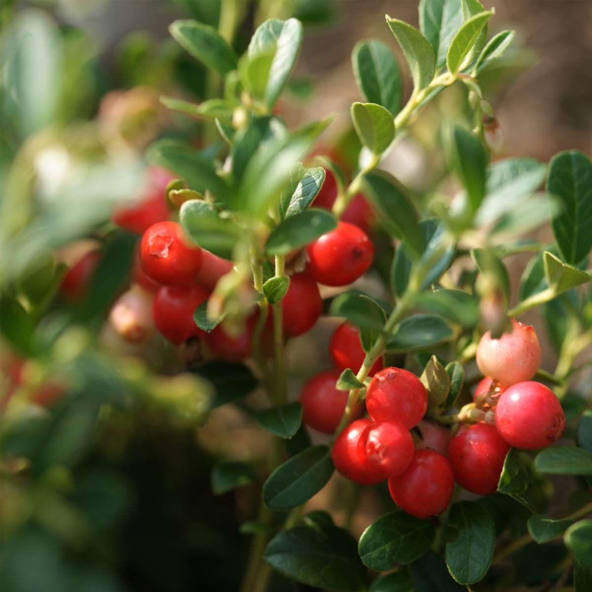 Superfruit - 6 Fruitbomen - Bosbes, Veenbes, Goji