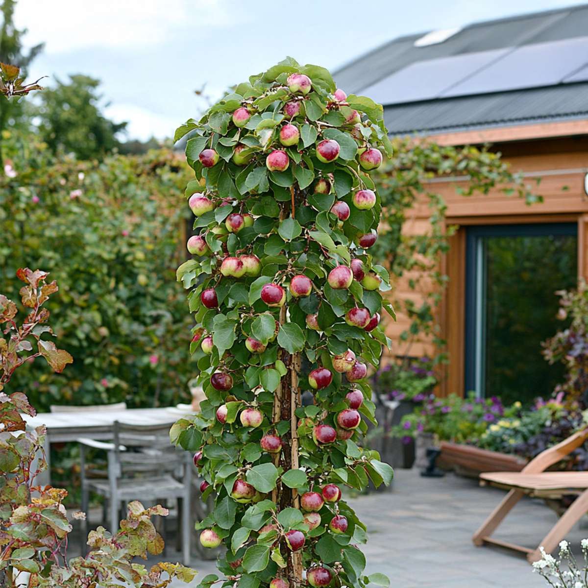 Fruitbomen - Mix van 6 - appel, peer