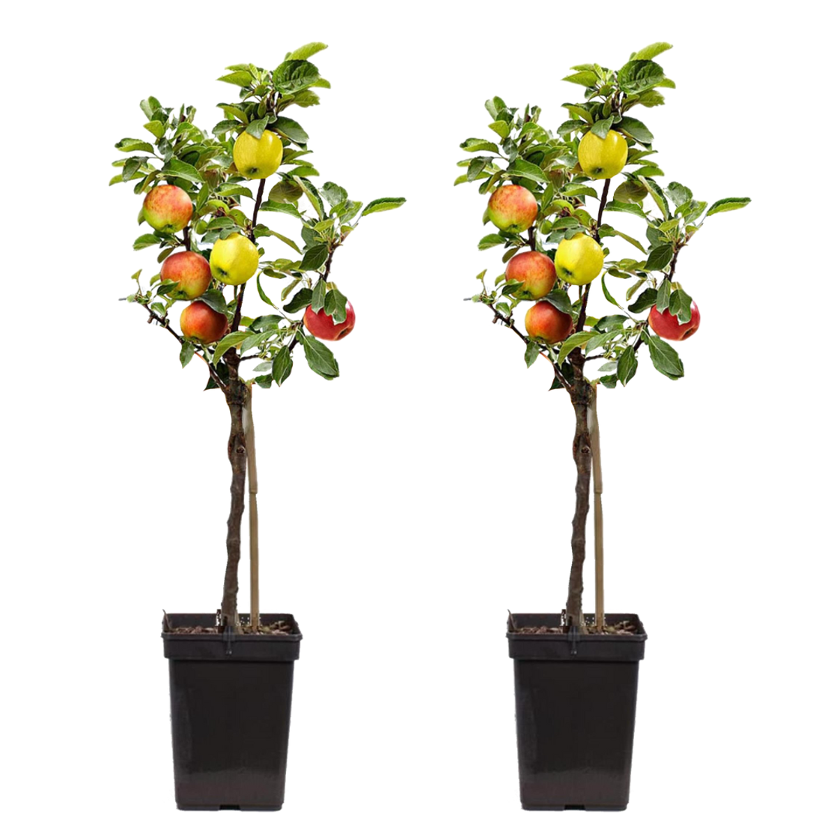 Appelboom 'Trio' - Set van 2 - Malus