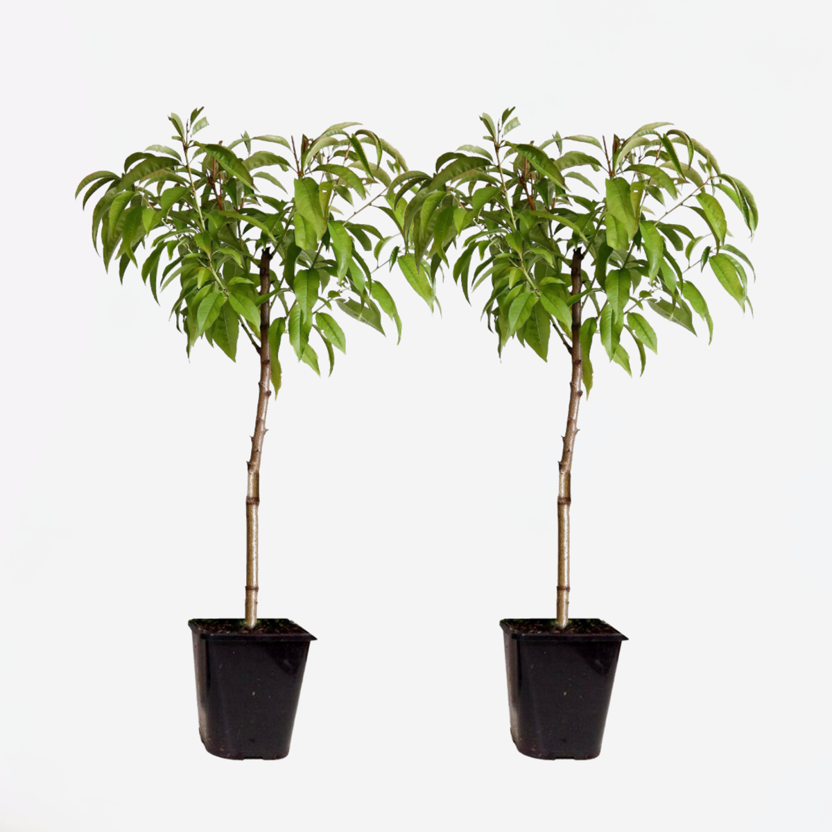 Prunus Persica 'Saturne' - Set van 2 - Perzikboom