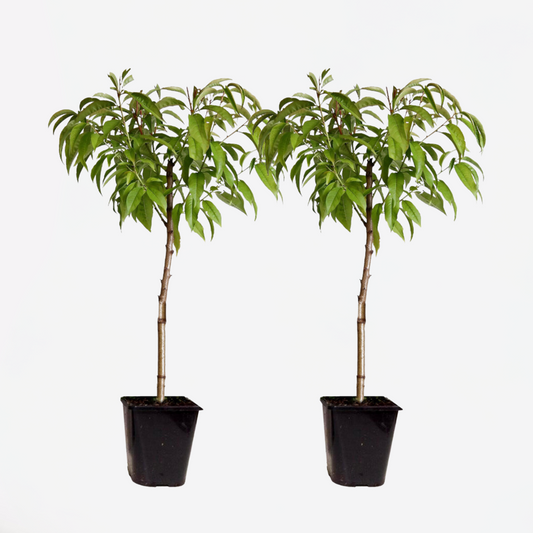 Prunus Persica 'Saturne' - Set van 2 - Perzikboom