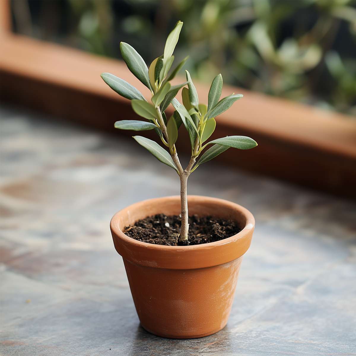 Olea Europaea - 2 stuks - Olijfstruikjes