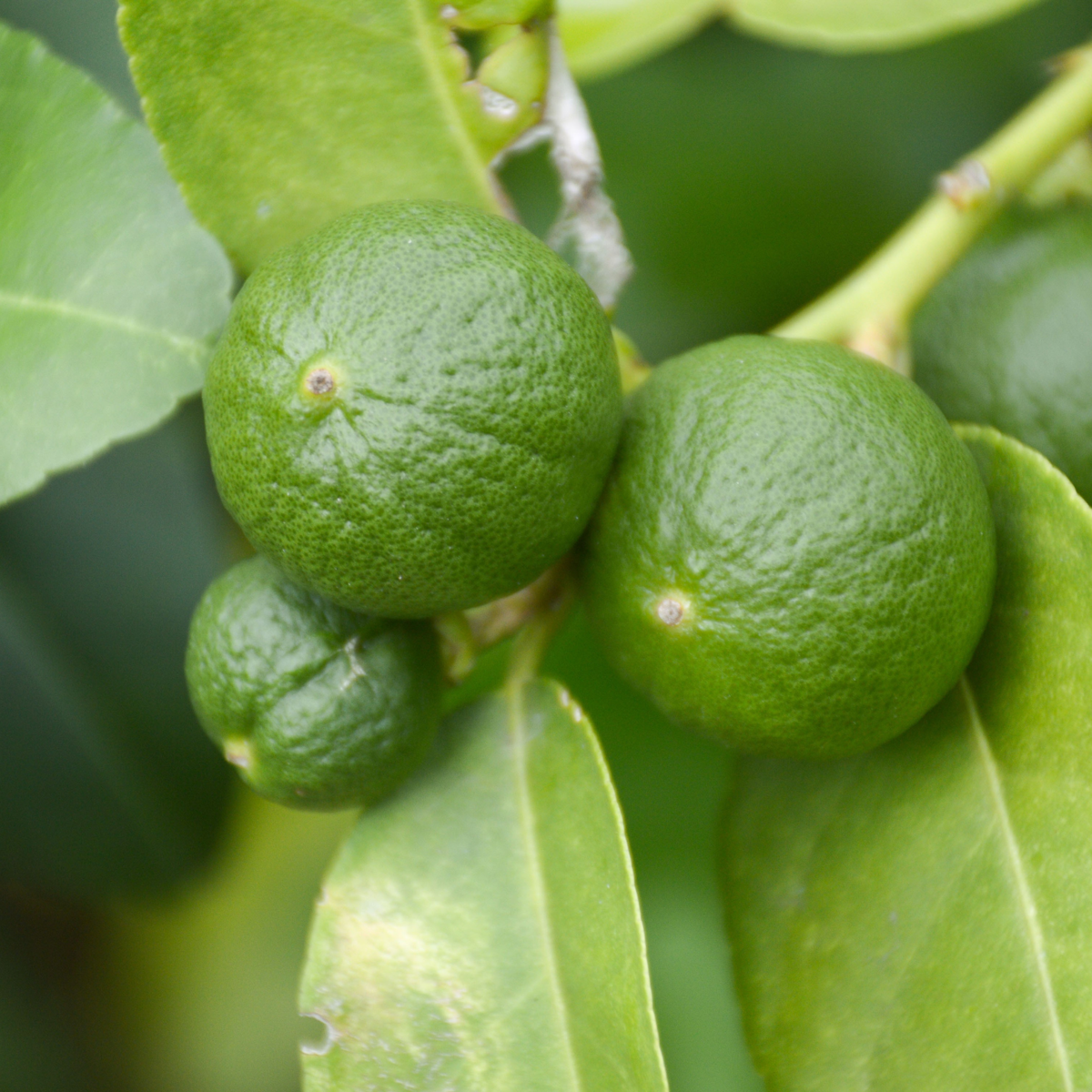 Citrus aurantifolia - Set van 3 - Limoenboom