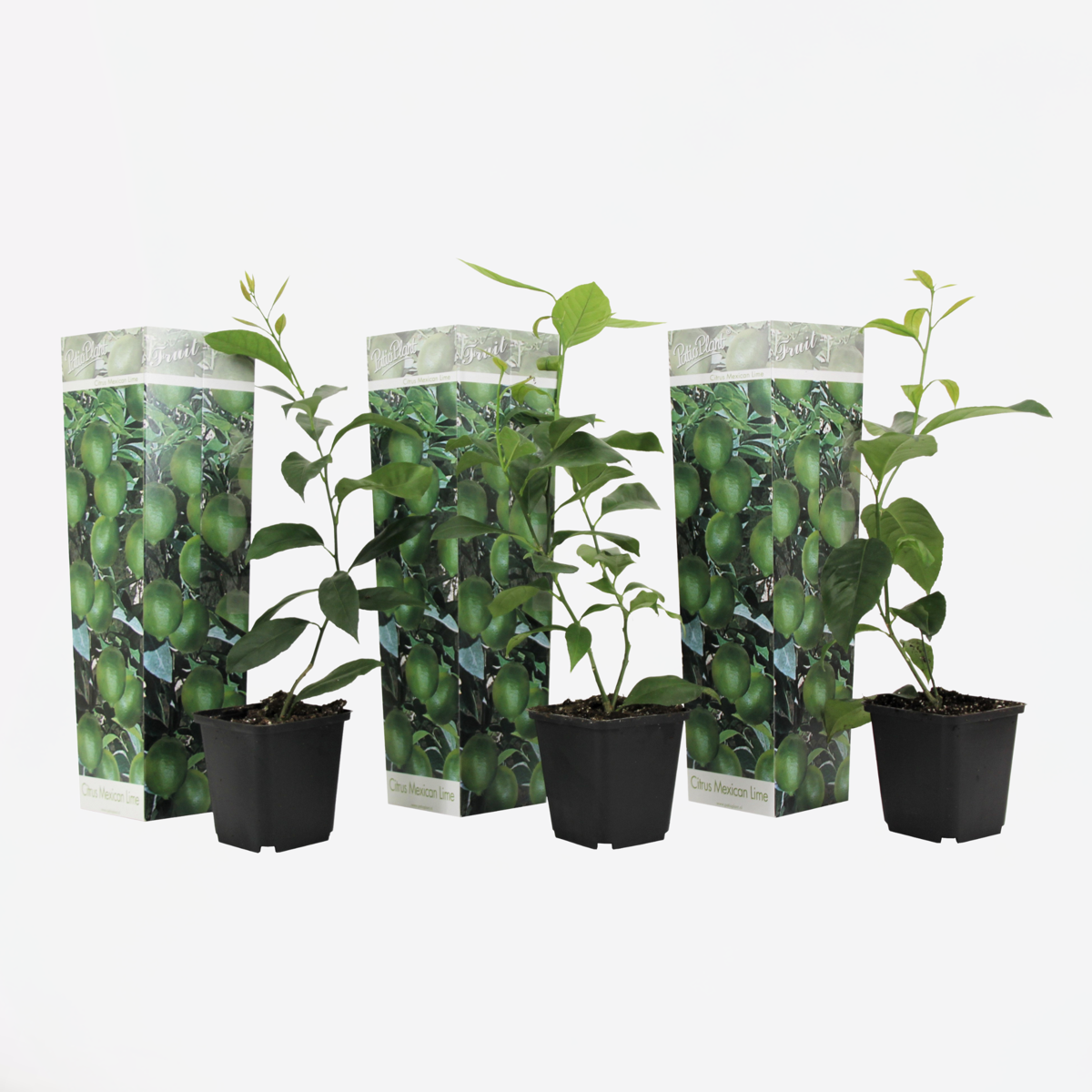 Citrus aurantifolia - Set van 3 - Limoenboom