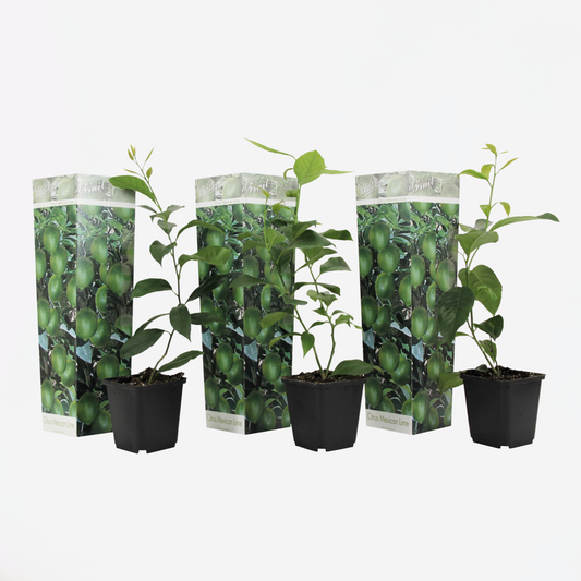 Citrus aurantifolia - Set van 3 - Limoenboom