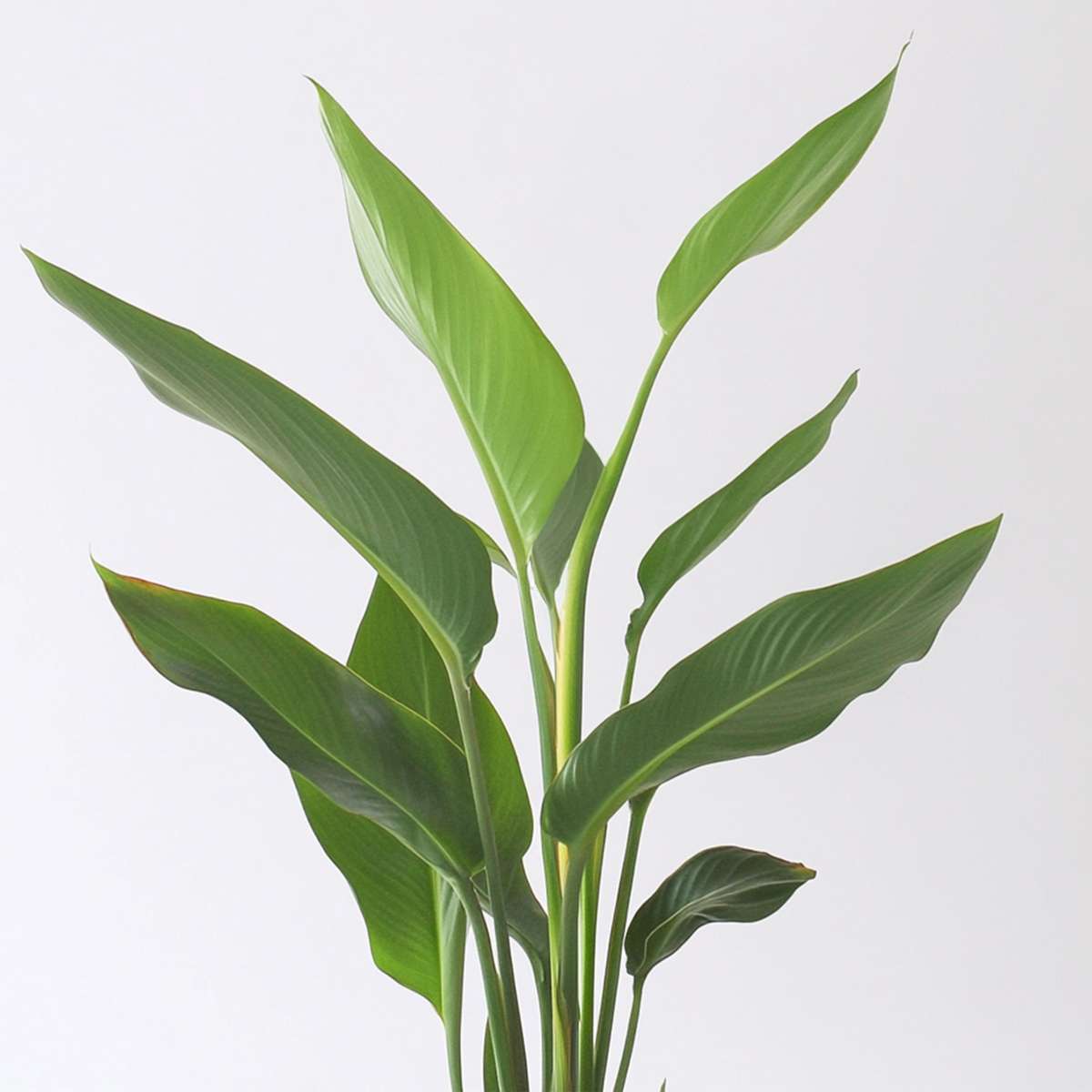 Strelitzia Reginea - Paradijsvogelbloem