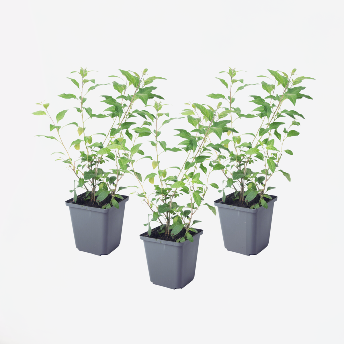 Solanum Rantonnetii 'Nachtschade' - 3 stuks