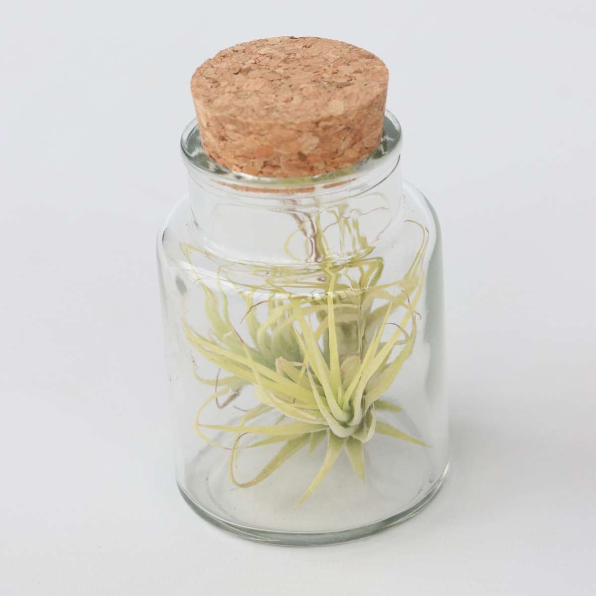 Tillandsia - Mix van 3 - Luchtplantjes in glazen flesje