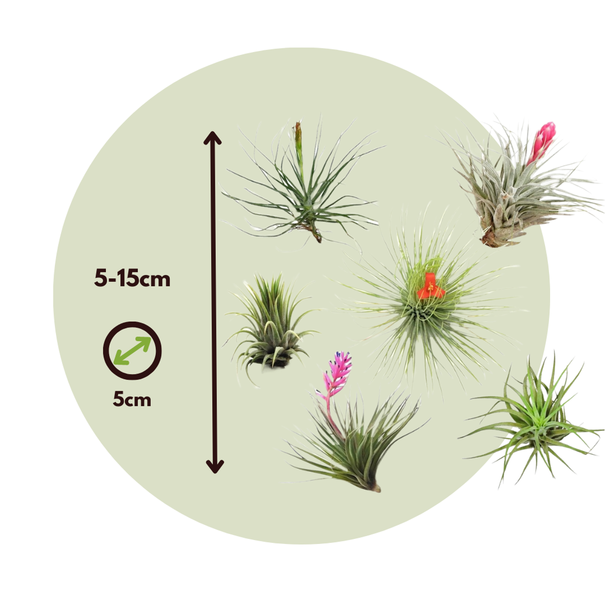 Tillandsia - Mix van 3 - Luchtplantjes