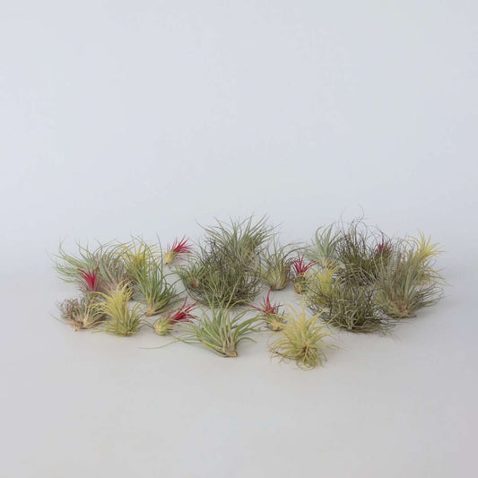 Tillandsia - Mix van 24 - Luchtplantjes