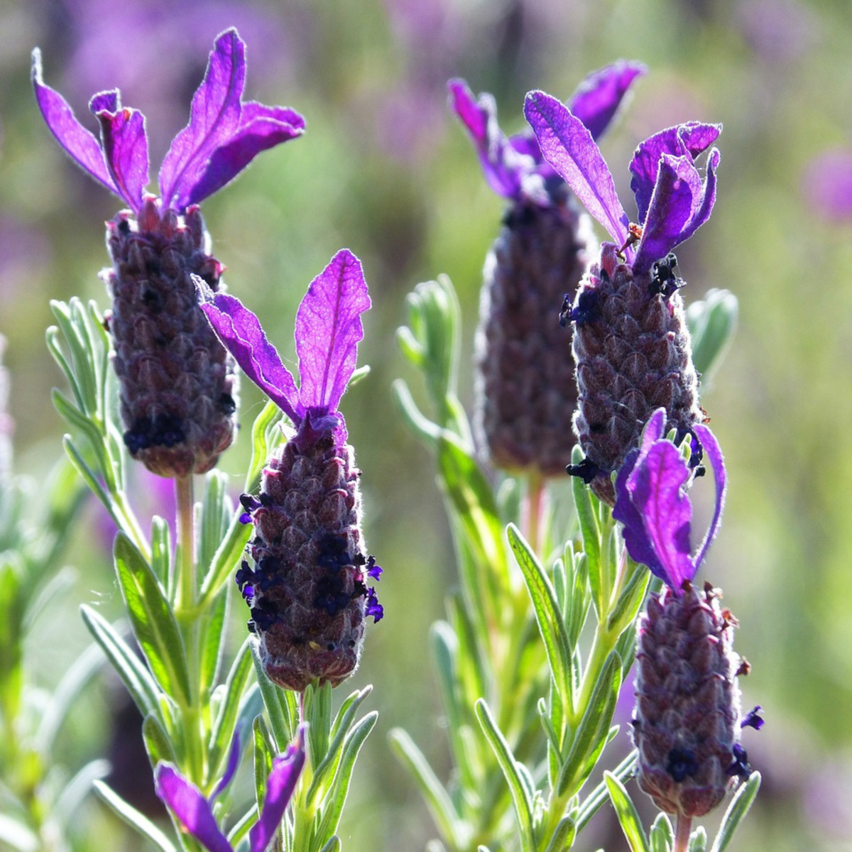 Lavandula stoechas 'Anouk' - Lavendel