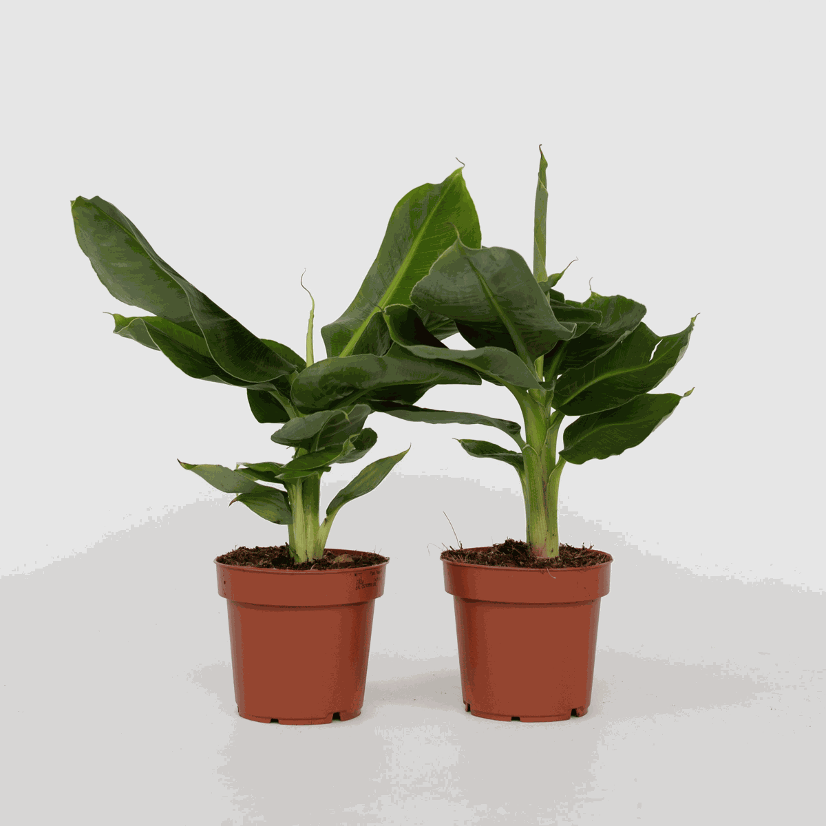 Musa 'Oriental Dwarf' - Set van 2 - Bananenplanten