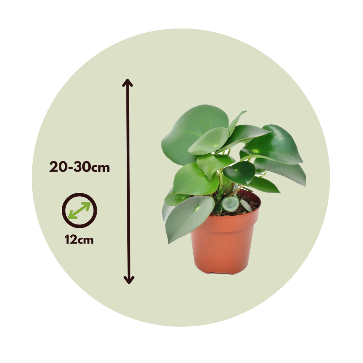 Peperomia Raindrop - Set van 4