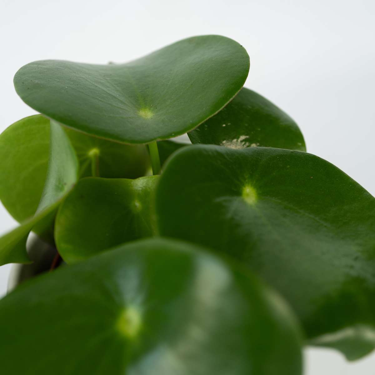 Peperomia Raindrop - Set van 4